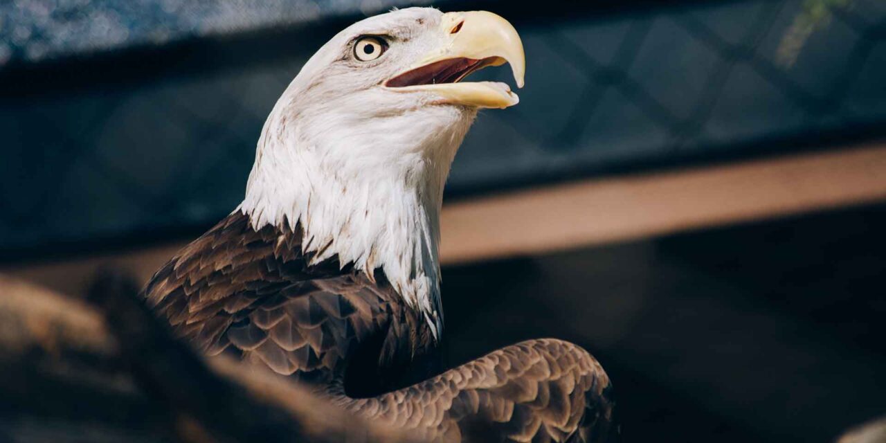 Eagles Across United States Shocked at What They Now Stand For